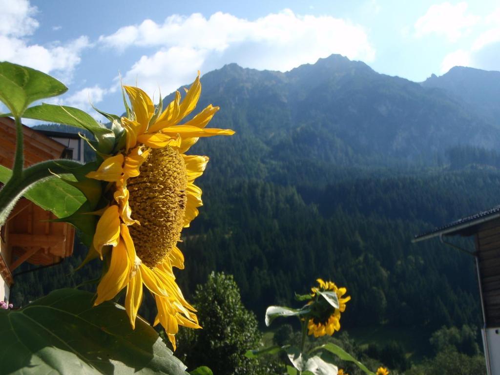 Arche Hof Oebristhof Daire Kleinarl Dış mekan fotoğraf